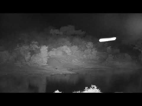 Djuma: Egyptian Geese fussing and flying around at night - 01:38 - 11/19/2022
