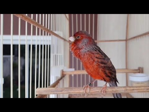 Canário belga cobre fenômeno cantando com potência confira/Nyanyian kenari tembaga Belgia.