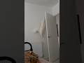 I ️ It When Donut Jumps On Top Of The Door Screams And Then Slaps You In The Face Cat