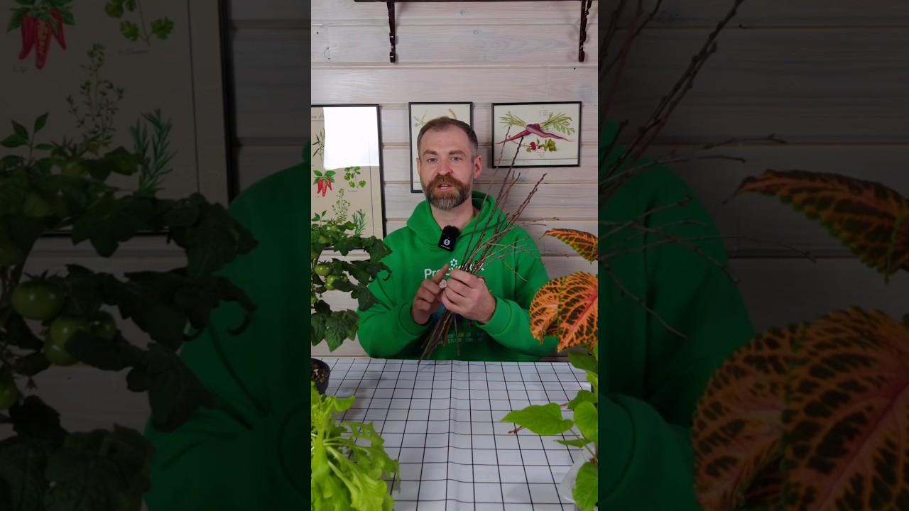 Ждать ли хорошего урожая в саду после сильных морозов? Легкий способ проверить цветочные почки