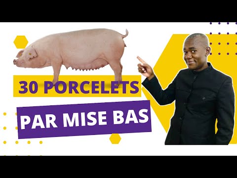 , title : 'Les 3 Races de Porcs qui donnent Beaucoup de Porcelets en Afrique'