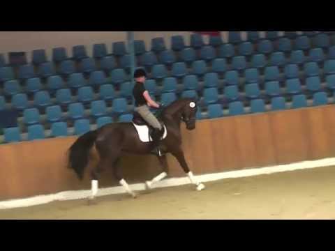 Fidertanz x Rohdiamant x Donnerhall mare