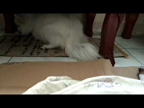 Japanese Spitz Giving Birth On Her First Baby