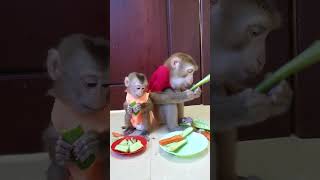 Cute tow lovely monkey sitting and getting cucumber so delicous Buffet