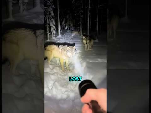 This Mom Panther Trusted Me With Her Baby ❤️‍🩹       #shorts #animals #wholesome