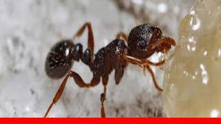 9 Types Of Ants (And How To Get Rid Of Them) 🛋️