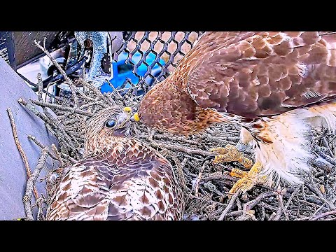 RT HAWKS LIVE CORNELL NEST CAM.2023.04.12.ZOOM IN ON BIG REDS AND ARTHURS AND 3 EGGS LOVELINESS. )))