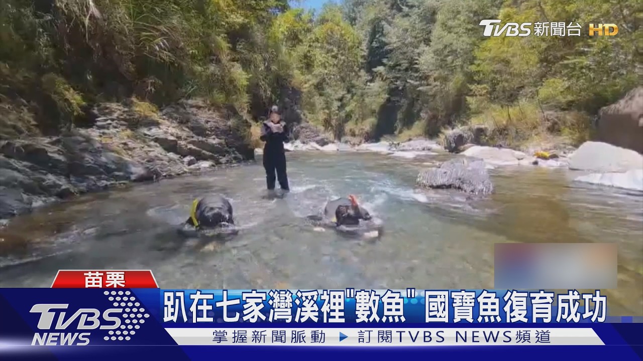 台灣國寶魚「從200尾→1.6萬尾」　30年復育解除滅絕危機