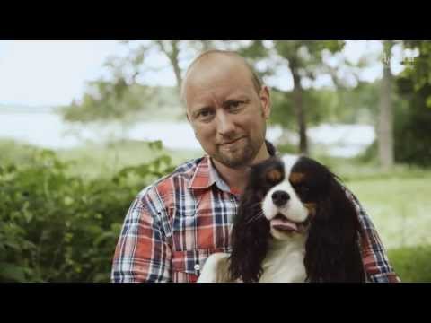 Rengöra hundens öron