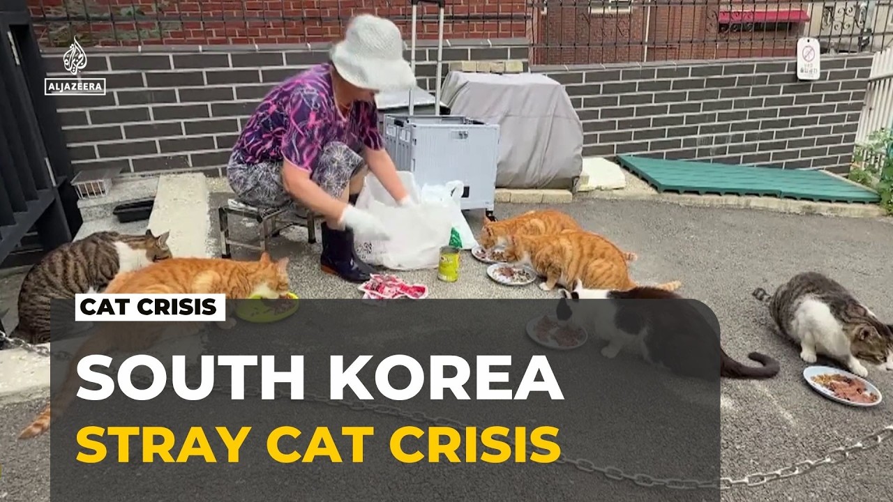 South Korea’s stray cats: As numbers grow, debate over culls gets louder