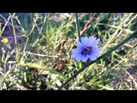 @-earth.plants-animals Cichorium intybus,chicory flowers with bee, lulet e çikores me bletë