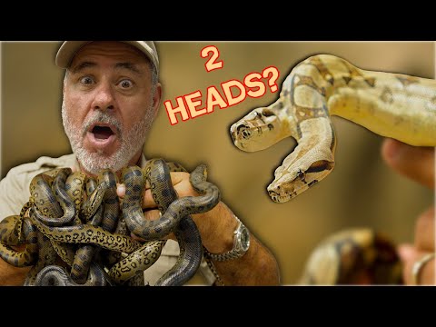 MUTANT FUTURE: Two Headed BOAS🤯