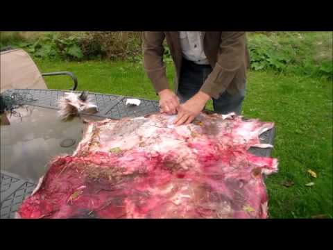 Fleshing a Deer Hide