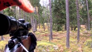 preview picture of video 'Wild boar Hunt GoPro Hero 3/Vildsvinsjakt på älgjaktspremiären!'