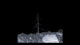 I Am a Tree (Trailer)