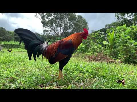 Popeye Greys, Dan Gray Rounheads, Greys and Sweaters of Don Antoy Gamefarm