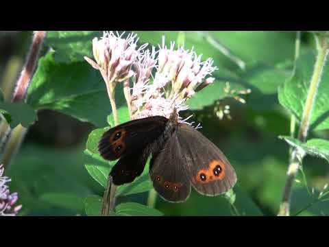 In the territory of the Municipality of Rubiana  - Turin (Italy)  - Erebia aethiops.