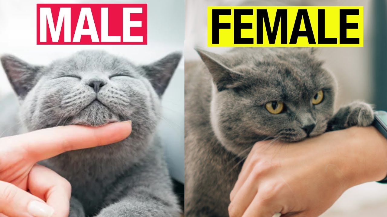 The IMPORTANT Differences Between Male & Female Cats!