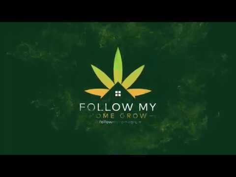 Week 4-5 Gorilla Glue Autoflower Cannabis Grow