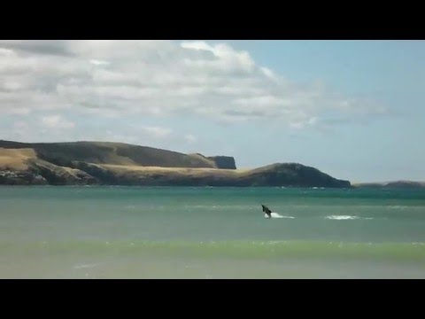 Reisetipp für Neuseeland: Wo die Delphine springen