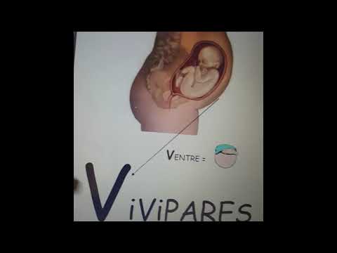 ovipares vivipares explication