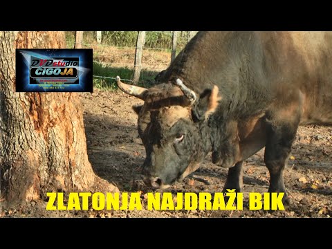 - ZLATONJA UZ GOLUBA NAJDRAZI BIK U STALI MUJE HRVACICA VLASINJE 2020