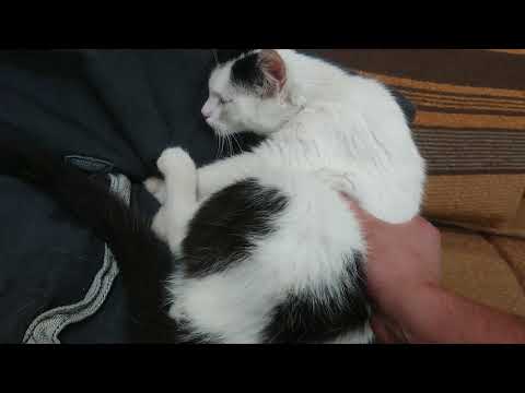 Helping the at work cat give birth with painful cotractions. Pt. 2