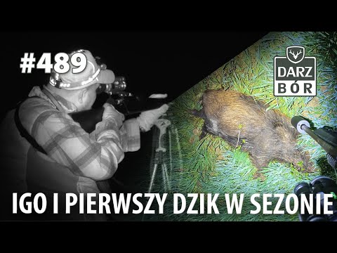 Darz Bór odc. 489 Inwazyjne Gatunki Obce oraz pierwszy dzik w sezonie!