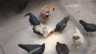 Alimentando as Galinhas pra uma boa produção de ovos - ( Parte 301 )