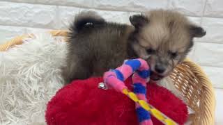 ハーフ犬の動画01