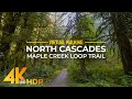 Relaxing Forest Walk on Maple Creek Loop Trail - 4K HDR Virtual Walking Tour in North Cascades Area