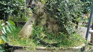 Download lagu Koleksi Bonsai Serut Super Besar dan review koleksi bonsai mp3 Download lagu Koleksi Bonsai Serut Super Besar dan review koleksi bonsai mp3