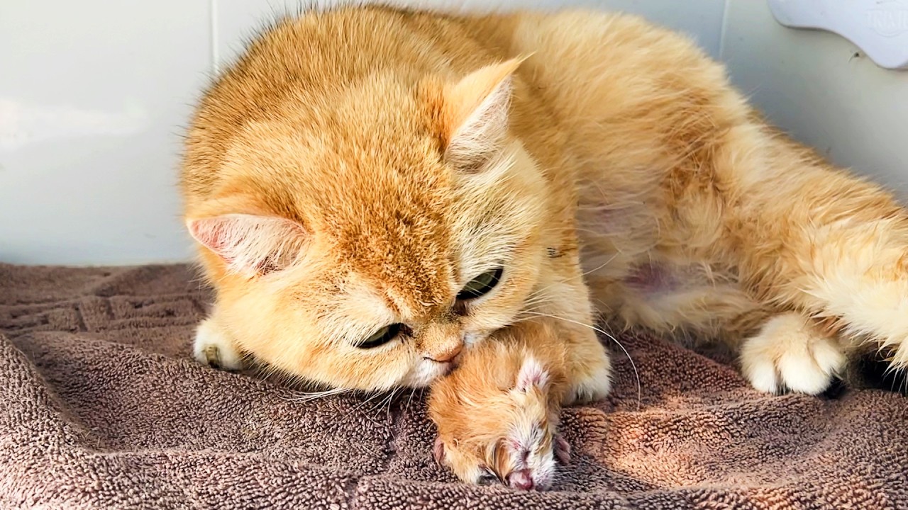 Mother cat abandoned kitten after gave birth to him.