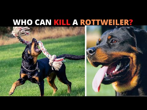 YouTube video about: What dog can beat a rottweiler?