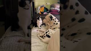 #cat #cute #catvideo #cutecat #funnyvideo #studywithmeandmycat #funny
