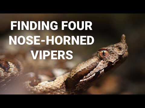 Vretenica rohatá (Vipera ammodytes) — terénne pozorovanie na Balkáne