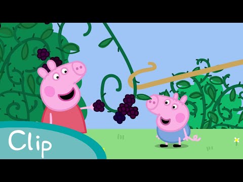 Peppa Pig - The Blackberry Bush - Picking Blackberries