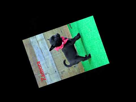 Zefera Zarela Zamora pomchi December 8, 2018