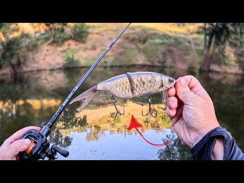 Land based MURRAY COD Fishing - Remote River