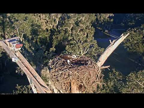 Great Horned Owl And Osprey Visit Savannah Nest One Hour Apart – Jan. 7, 2019