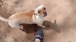 Craigslist chihuahua