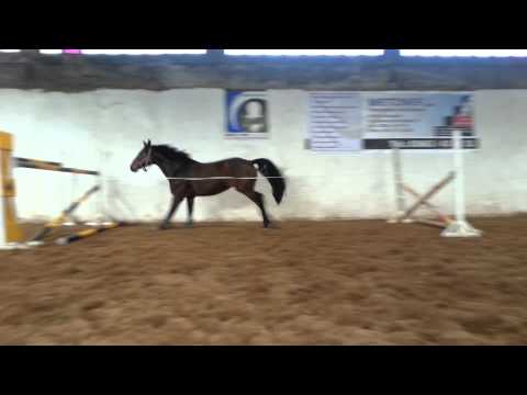 Primora 8jährige Stute von Saccor-Sandro Boy-Sandro x Askari-AccordII-AhornZ