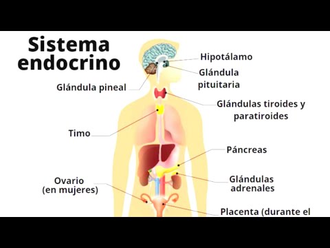 The ENDOCRINE SYSTEM explained: how it works, parts and hormones🧠🧍