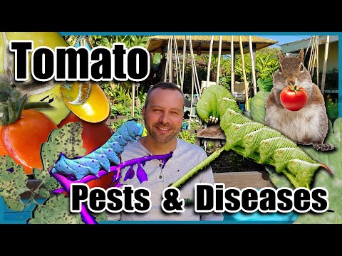 , title : 'Tomato Pests & Diseases and How to Fix Them With Organic Solutions