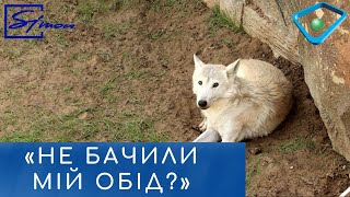 У Харківському зоопарку показали нові оселі рисей та полярного вовка