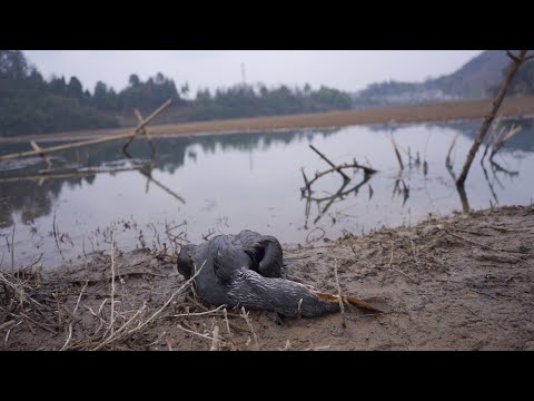 This bird is too greedy; birds are driven by their need for food.