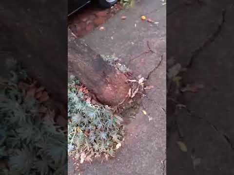 Chuva em Rosário do Ivaí derrubou árvore por sobre um veículo VW Gol