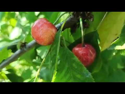 Черешня Фатеж!!! Ранний сорт красно-оранжевого цвета. Скороплодный.