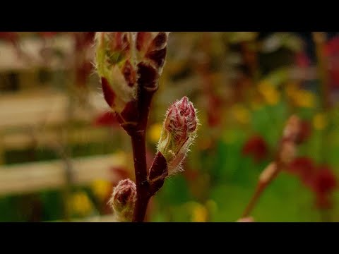 Planting a Saskatoon Berry bush: a beautiful flowering shrub that produces delicious super berries.