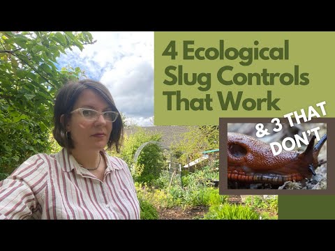 4 Ecological Slug Solutions I Use with Great Success, and 3 Ineffective Ones You Can Skip